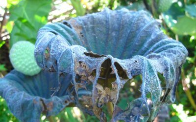 Cómo Saber Si un Edificio Ha Pasado la ITE en Madrid: Guía Completa y Actualizada